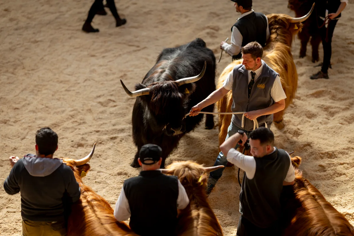 Man sieht Hochlandrinder, die an der Hand gehalten oder herumgeführt werden.